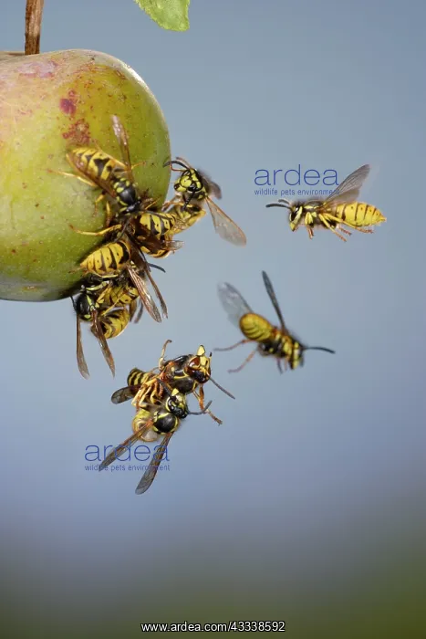 : Wasps - Common Wasps & Median Wasp ( Dolichovespula : Wasps - Common Wasps & Median Wasp ( Dolichovespula