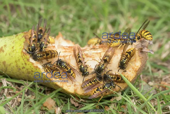 : Wasps eating windfall pear : Wasps eating windfall pear