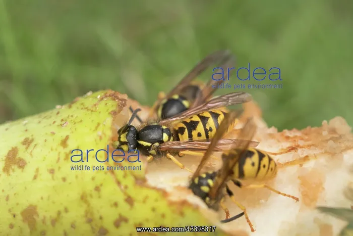 : Wasps eating windfall pear : Wasps eating windfall pear