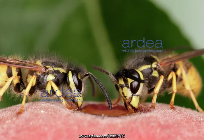 : WASPS - feeding on peach : WASPS - feeding on peach