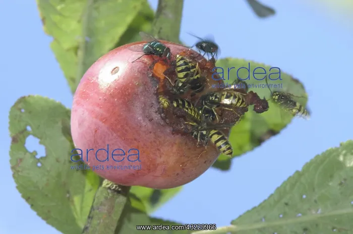 : Wasps and Flies : Wasps and Flies