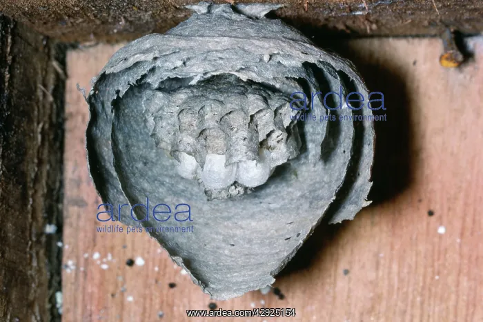  : Wasps Nest - Dissected
