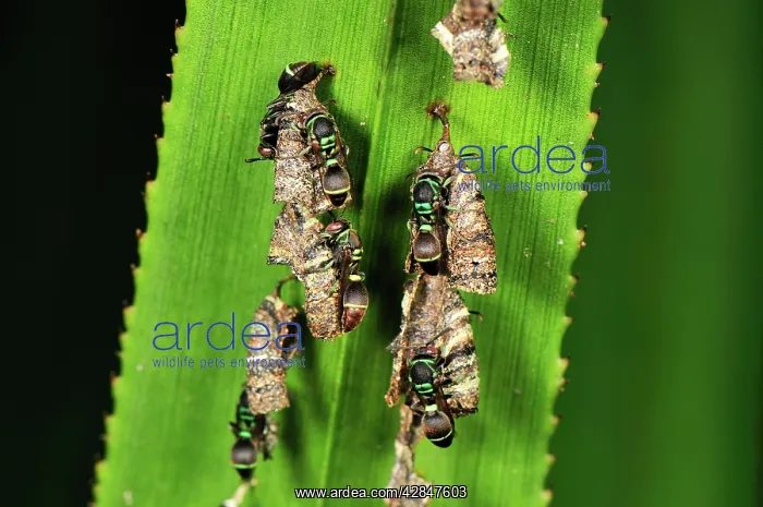 : Wasps with nest on screw palm : Wasps with nest on screw palm