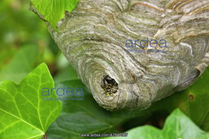 : Wasp's nest - with Wasp : Wasp's nest - with Wasp