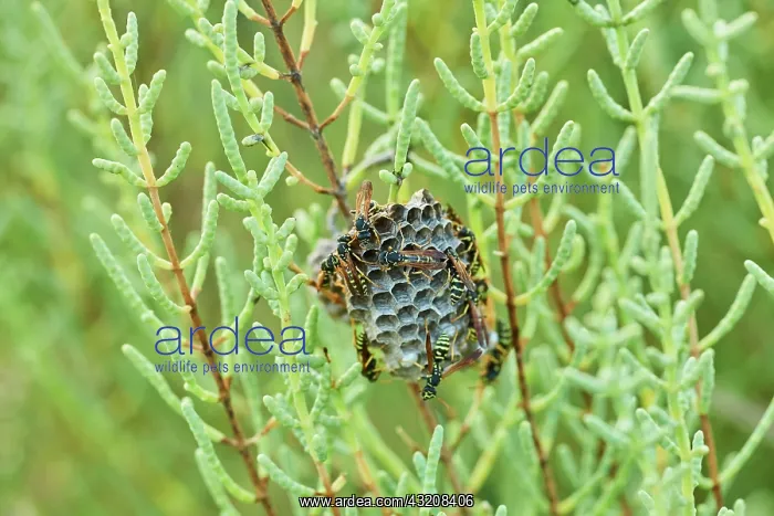 : Wasps (Polistes chinensis antennalis) on a nest : Wasps (Polistes chinensis antennalis) on a nest