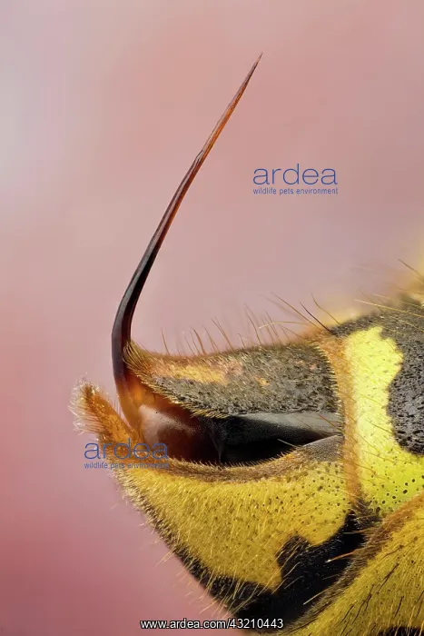 : Wasps usually cause fearto most people, but they : Wasps usually cause fearto most people, but they