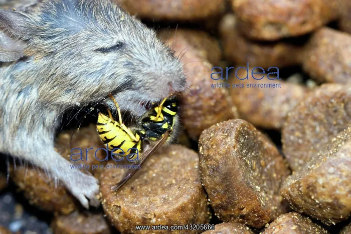 : A Wasps (Vespinae) bites pieces of flesh from a : A Wasps (Vespinae) bites pieces of flesh from a
