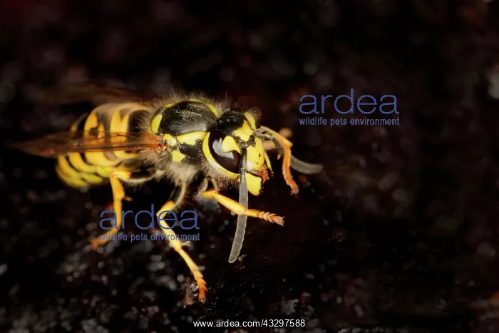 : Wasps (Vespinae) eats plum jam, Berlin, Germany, Europe : Wasps (Vespinae) eats plum jam, Berlin, Germany, Europe