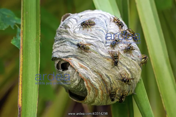 : Wasps (Vespinae) sitting on wasp nest, Baden-Wurttemberg : Wasps (Vespinae) sitting on wasp nest, Baden-Wurttemberg