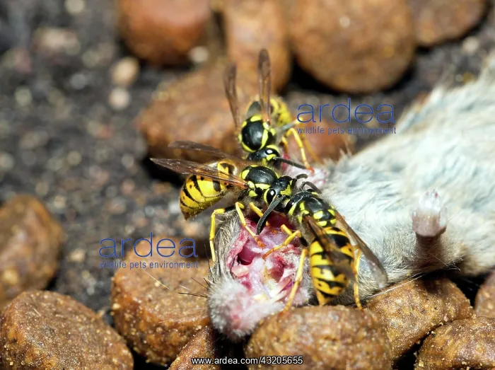 : Three Wasps (Vespinae) are snacking on a House mouse : Three Wasps (Vespinae) are snacking on a House mouse