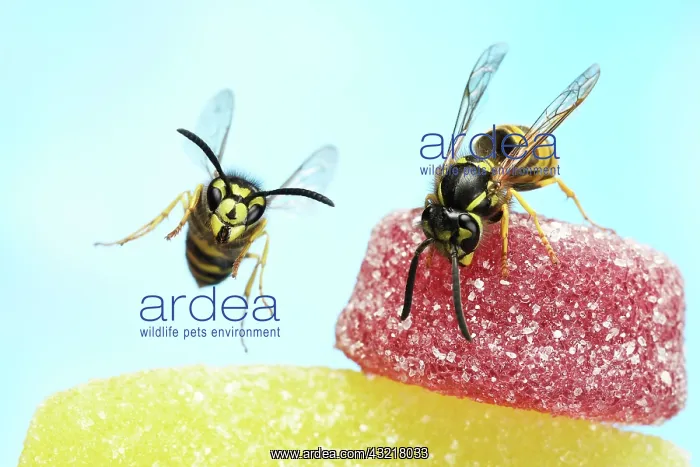 : Wasps (Vespula vulgaris) on sweets, Germany, Europe : Wasps (Vespula vulgaris) on sweets, Germany, Europe