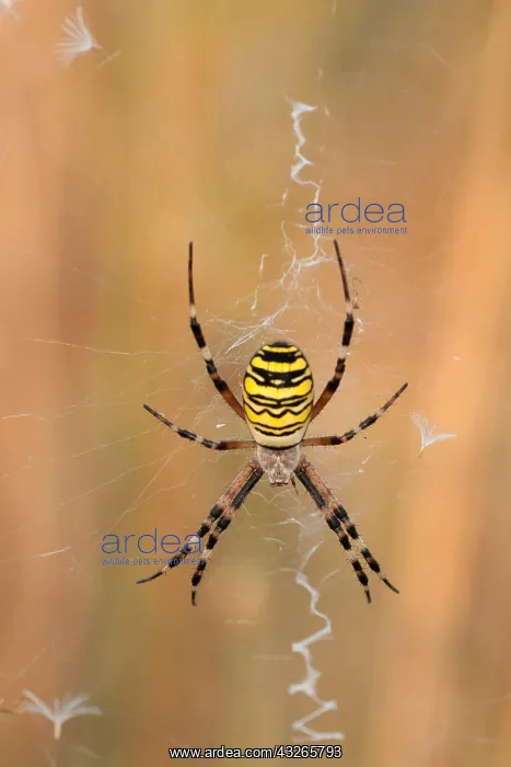 : Waspspider (Argiope bruennichi) in web, the Net : Waspspider (Argiope bruennichi) in web, the Net