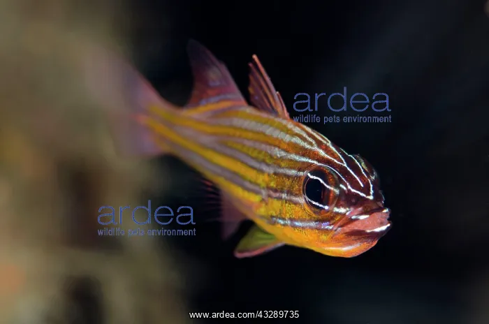 : Wassinki Cardinalfish - with eggs in mouth : Wassinki Cardinalfish - with eggs in mouth