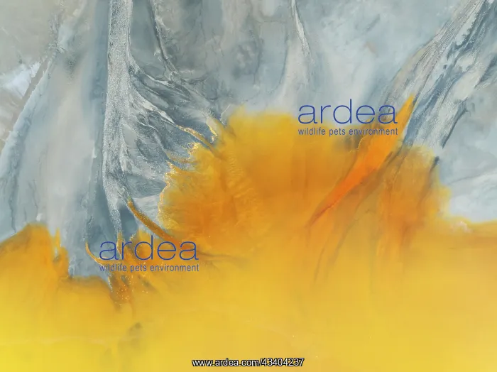 : Waste pond in the mineral-rich area of the Rio Tinto : Waste pond in the mineral-rich area of the Rio Tinto