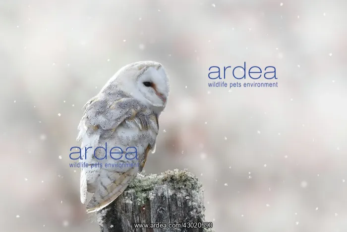 : WAT-17006-m Tyto alba Awaiting info from the mac desk Barn Owl - on post : WAT-17006-m Tyto alba Awaiting info from the mac desk Barn Owl - on post