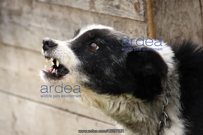 : Watchdog Apuseni Mountains Romania : Watchdog Apuseni Mountains Romania