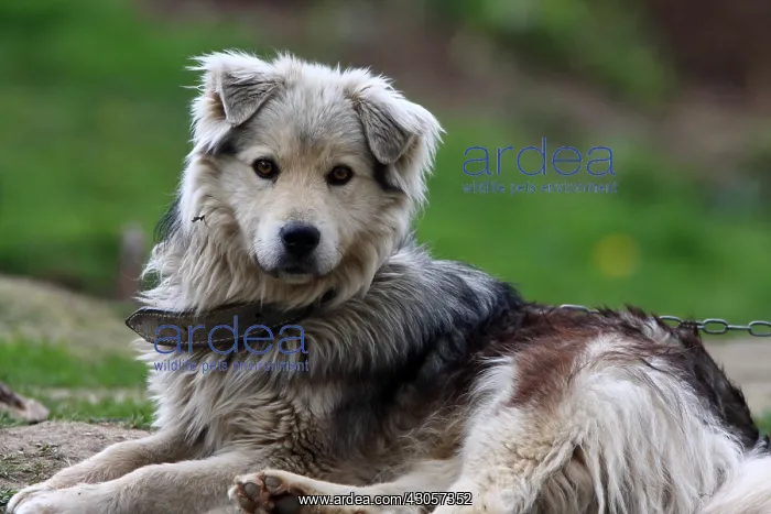 : Watchdog in a mountain farm Apuseni Mountains Romania : Watchdog in a mountain farm Apuseni Mountains Romania