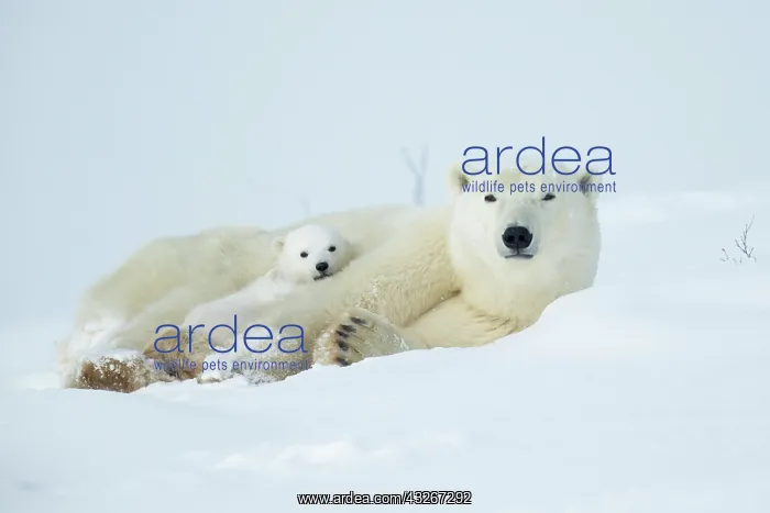 : Watchee, Churchill, Manitoba, Canada : Watchee, Churchill, Manitoba, Canada