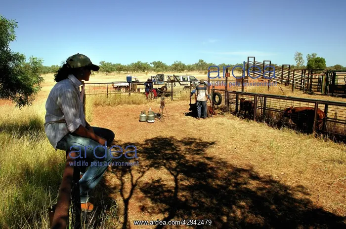 : Watching calf branding during muster.Bushy Park : Watching calf branding during muster.Bushy Park