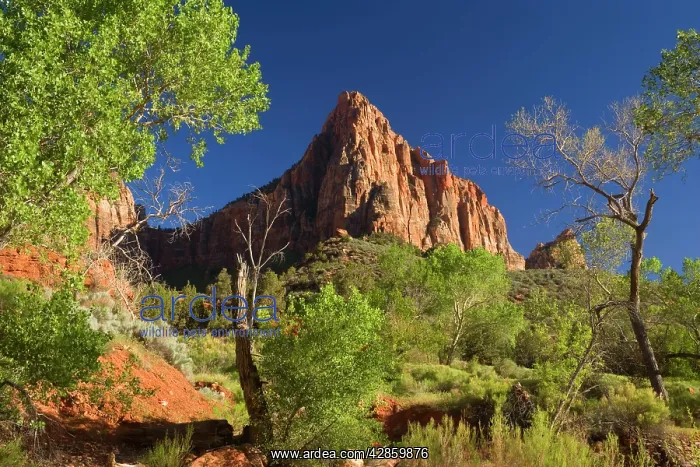 : The Watchman - this mountain is a famous landmark : The Watchman - this mountain is a famous landmark