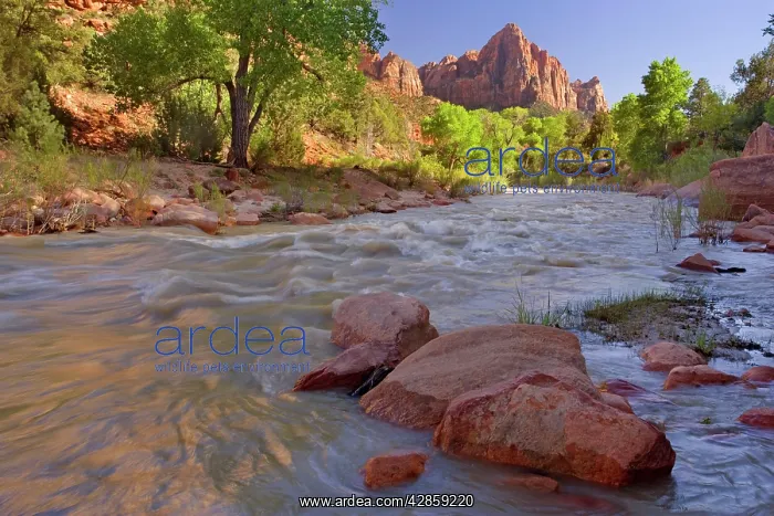 : The Watchman - Virgin River flowing through Zion : The Watchman - Virgin River flowing through Zion