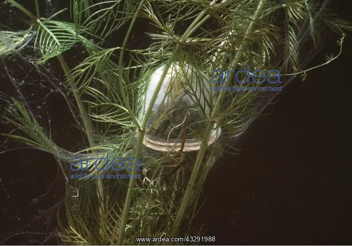 : Water / Aquatic spider - in bell chamber : Water / Aquatic spider - in bell chamber