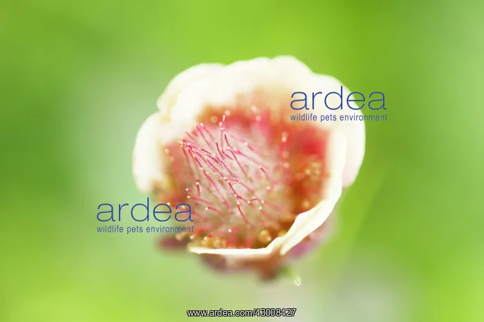  : Water Avens