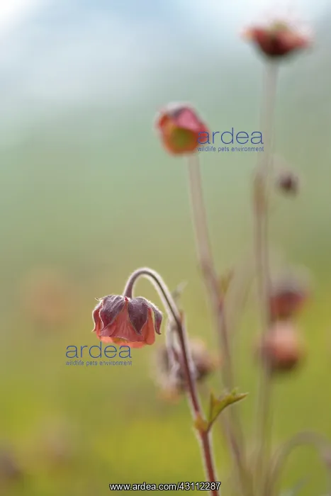: Water Avens : Water Avens