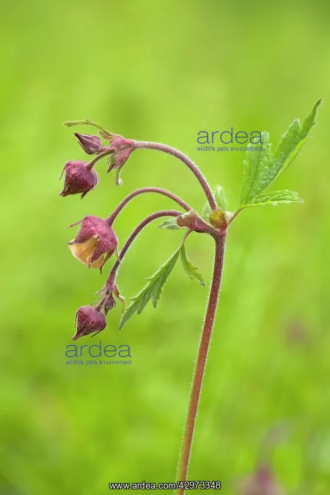 : Water Avens - close up side view showing detail : Water Avens - close up side view showing detail