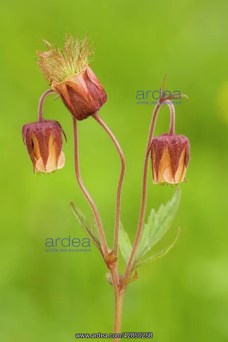 : Water Avens - in flower : Water Avens - in flower