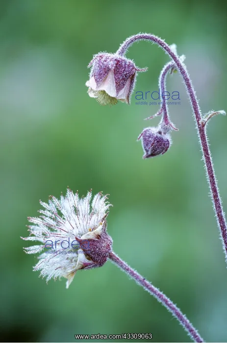 : WATER AVENS - Flower and fruit, dewy morning : WATER AVENS - Flower and fruit, dewy morning