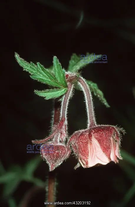 : WATER AVENS - flowers : WATER AVENS - flowers