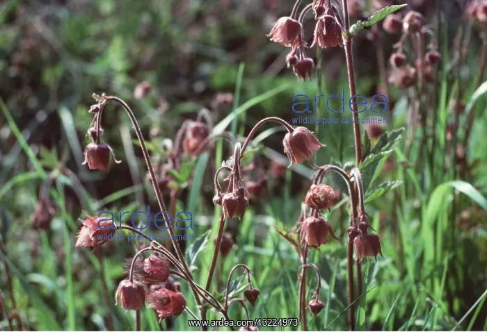 : WATER AVENS - Flowers and Fruit : WATER AVENS - Flowers and Fruit
