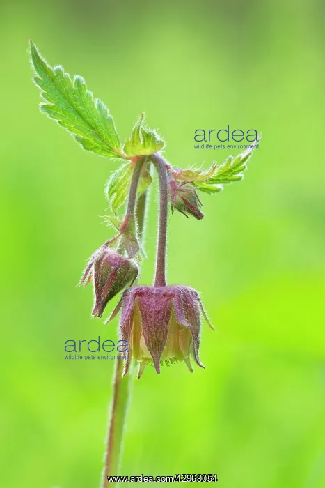 : Water Avens - showing close up of flower head in : Water Avens - showing close up of flower head in