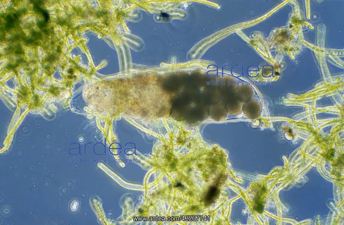 : Water Bear (Hypsibius sp) microscopic image, an : Water Bear (Hypsibius sp) microscopic image, an