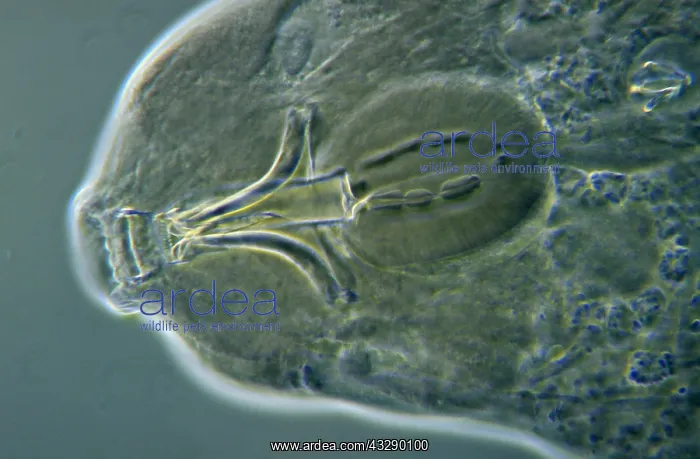 : Water Bear (Macrobiotus richtersi) microscopic : Water Bear (Macrobiotus richtersi) microscopic