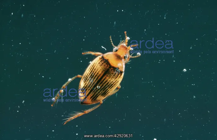  : Water Beetle