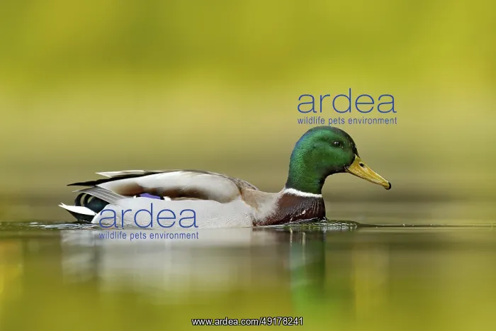 : Water bird Mallard, Anas platyrhynchos : Water bird Mallard, Anas platyrhynchos