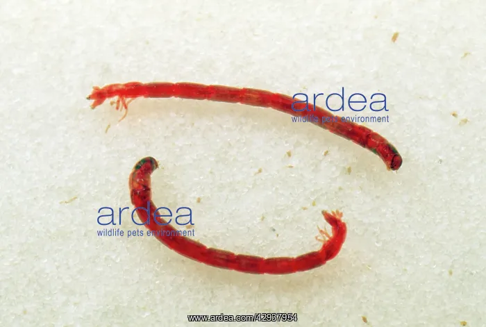 : Water Bloodworms - Chironomid Fly Lavae - Midge Larva : Water Bloodworms - Chironomid Fly Lavae - Midge Larva