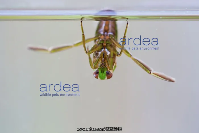  : Water Boatman
