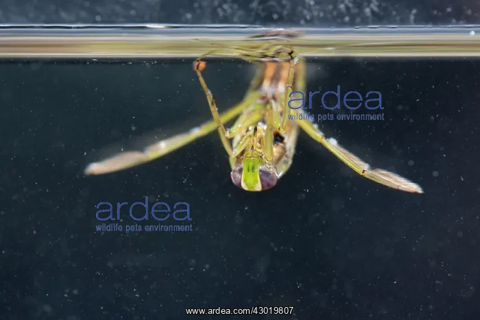  : Water Boatman