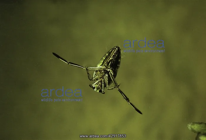  : Water BOATMAN  /  Backswimmer