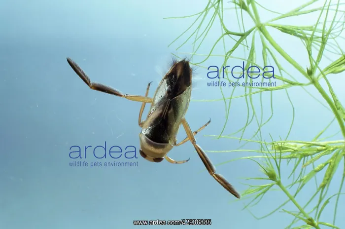 : WATER BOATMAN / Backswimmer : WATER BOATMAN / Backswimmer