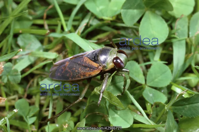 : Water BOATMAN / Backswimmer - Migrating over land : Water BOATMAN / Backswimmer - Migrating over land