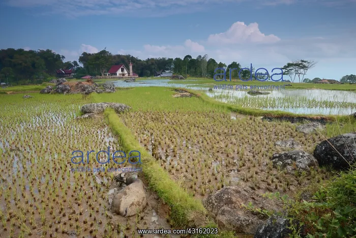 : Water buffalo : Water buffalo
