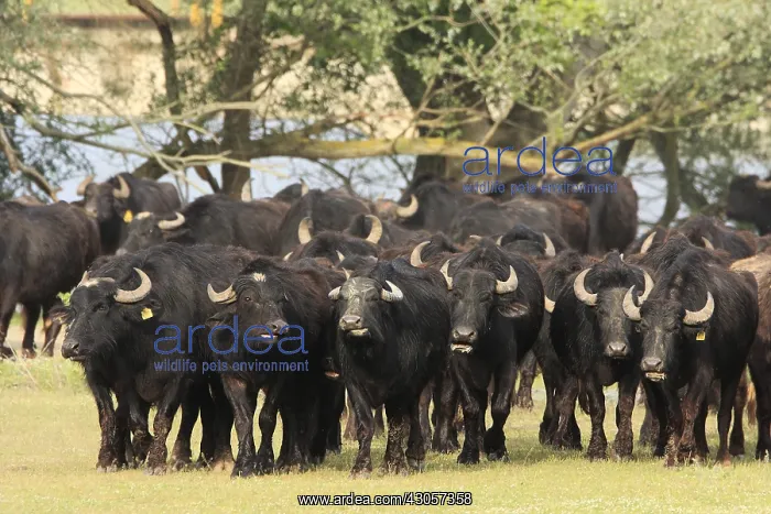 : Water buffalo back to the barn Lake Kerkini Greece : Water buffalo back to the barn Lake Kerkini Greece