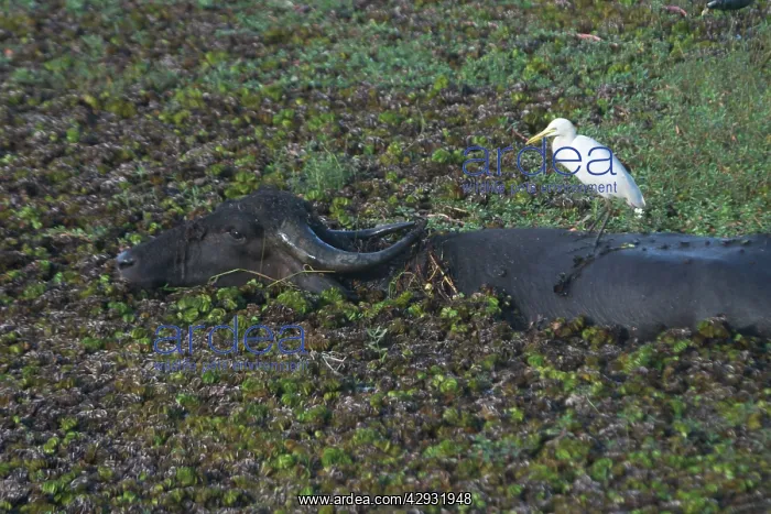 : Water Buffalo with Cattle Egret on back : Water Buffalo with Cattle Egret on back