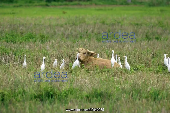 : Water Buffalo - surrounded by Cattle Egrets (Bubulcus : Water Buffalo - surrounded by Cattle Egrets (Bubulcus