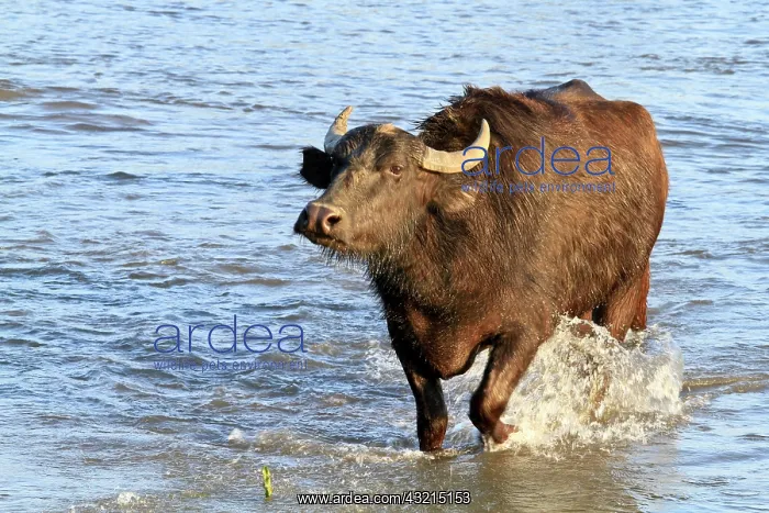 : Water buffalo wading - Lake Kerkini Greece : Water buffalo wading - Lake Kerkini Greece