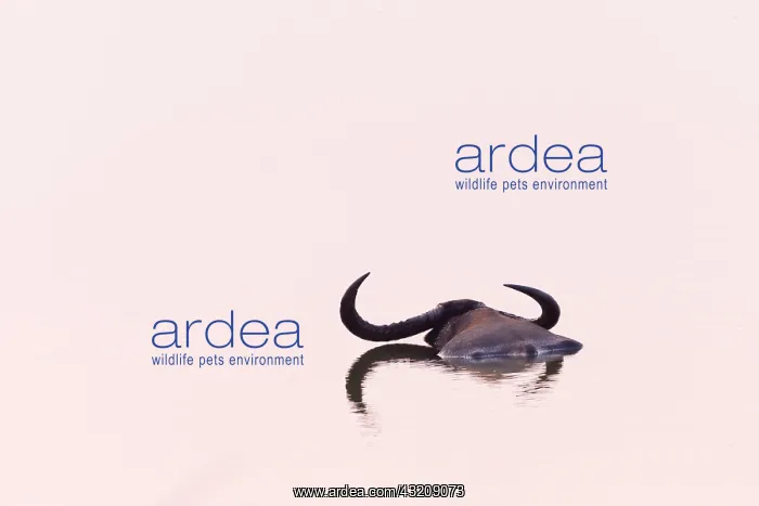: Water buffalo or Wild Asian water buffalo (Bubalus : Water buffalo or Wild Asian water buffalo (Bubalus